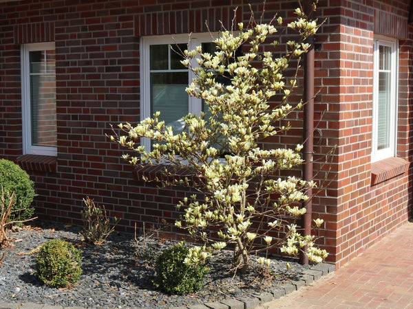 Magnolia 'Sunsation'