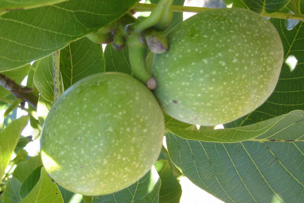 MANREGION walnut - Juglians regia