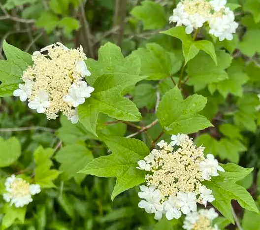 Maple-leaf viburnum - viburnum acerifolium
