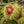 Sweet Chestnut 'Maraval ' SELF-FERTILE