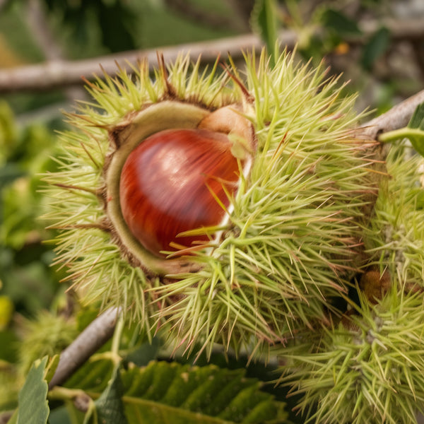 Sweet Chestnut 'Maraval ' SELF-FERTILE