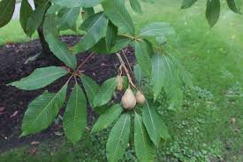 Hybrid Horsechestnut, Aesculus × woerlitzensis