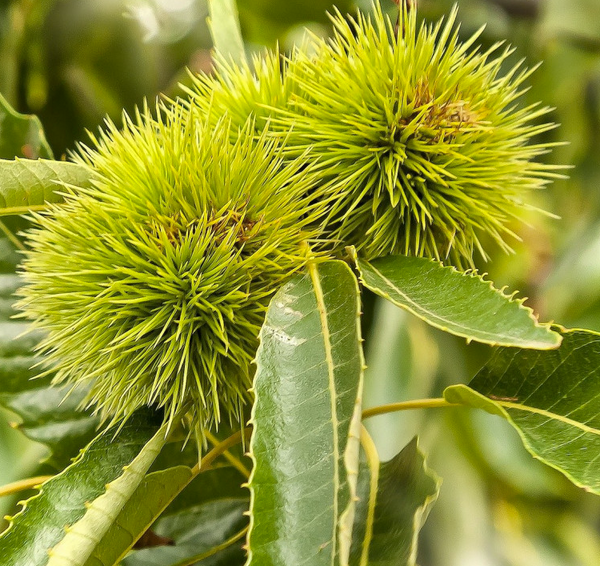 Hybrid chestnut 'Marsol'