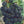 Black Berry 'Triple Crown' Rubus Fruticosus