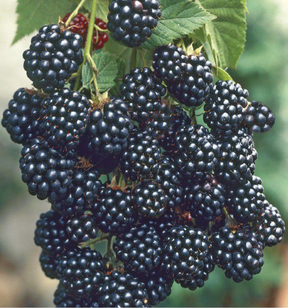 Black Berry 'Triple Crown' Rubus Fruticosus