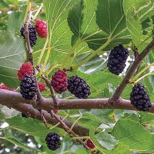 TRADER mulberry tree