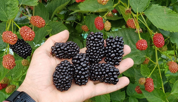 Blackberry 'Natchez' RUBUS Fruticosus