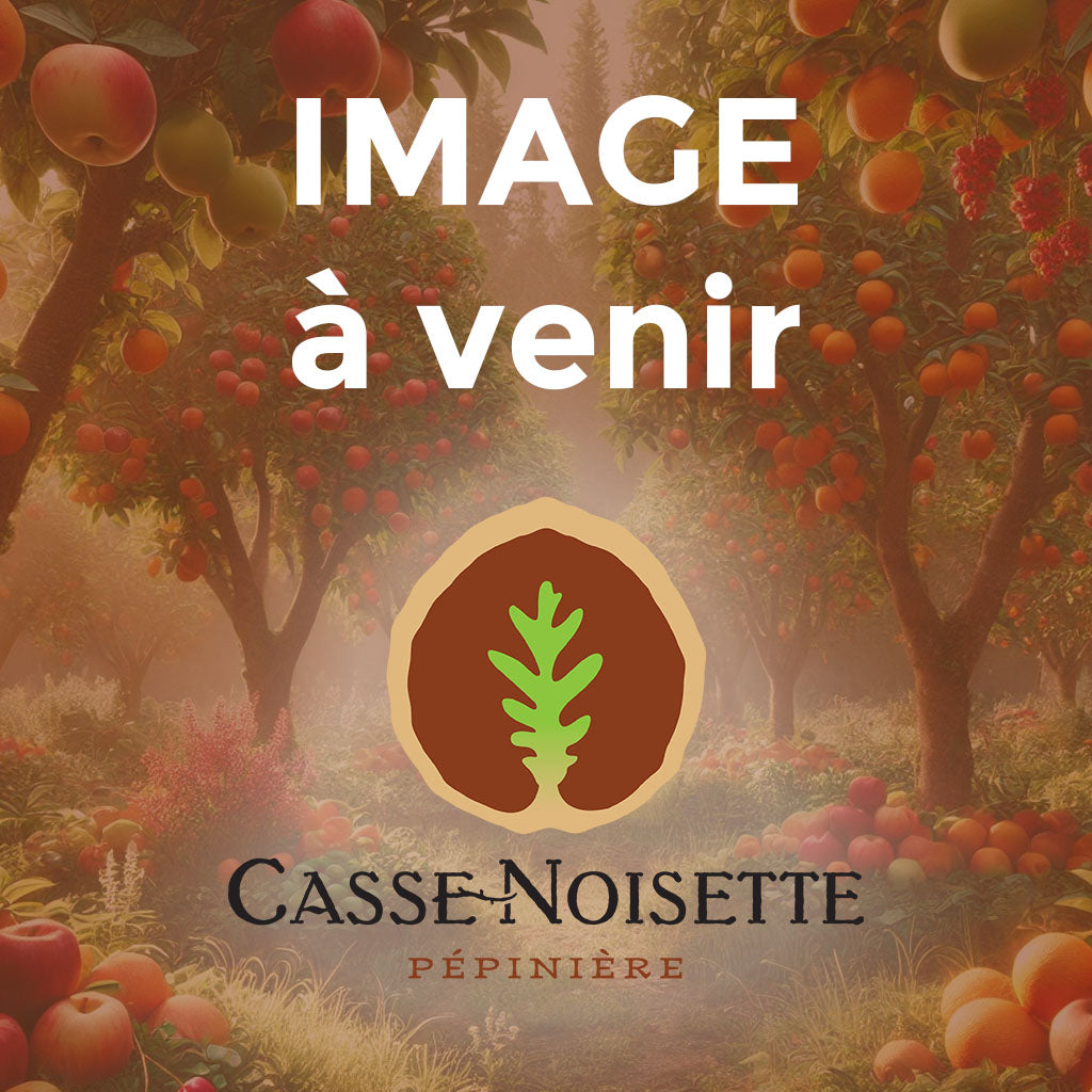 Pommier Royal Red Honeycrisp LARGE SEMINAIN (B118) Nutcracker