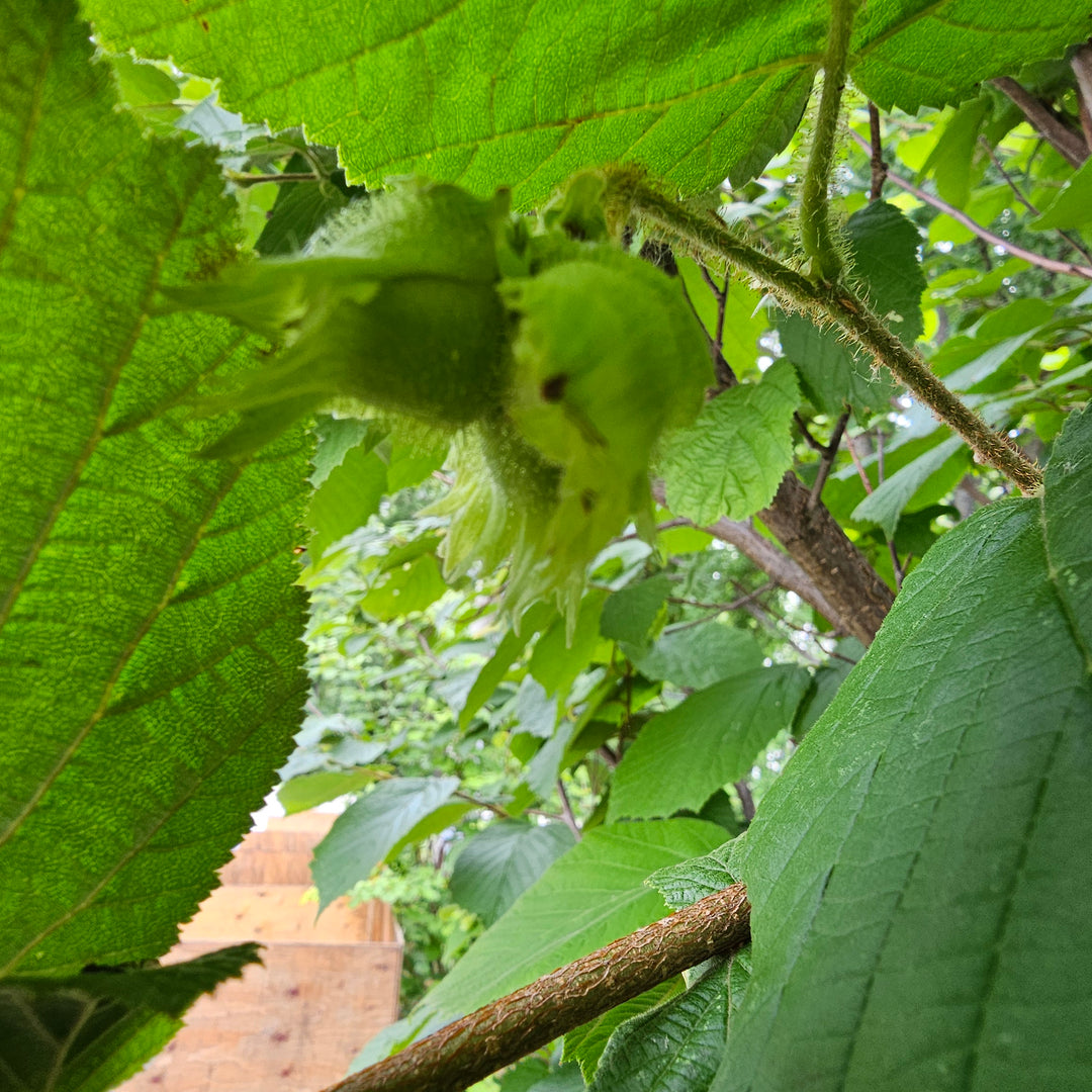 Hazelnut trees (Filbert) – Nutcracker Nursery & Tree Farm
