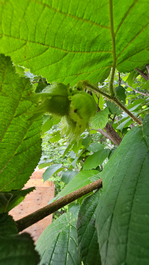 Hybrid hazelnut