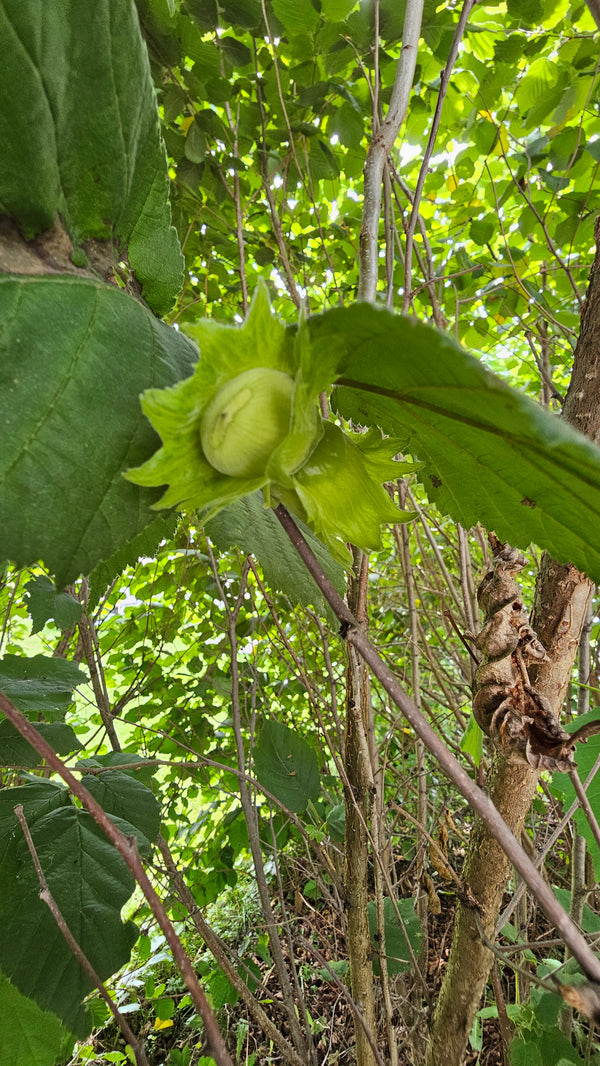 select Hybrid hazelnut