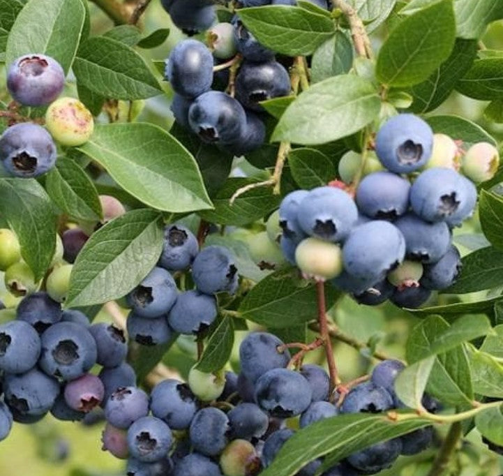 Blueberries