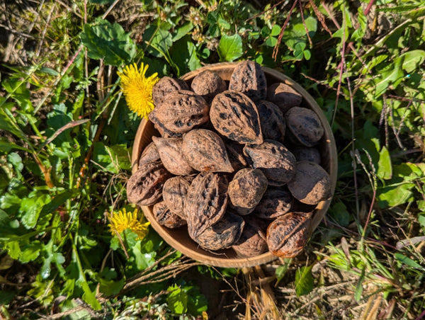 Hybrid walnut seeds (Buartnut)