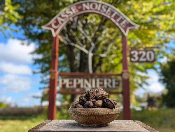 Hybrid walnut seeds (Buartnut)