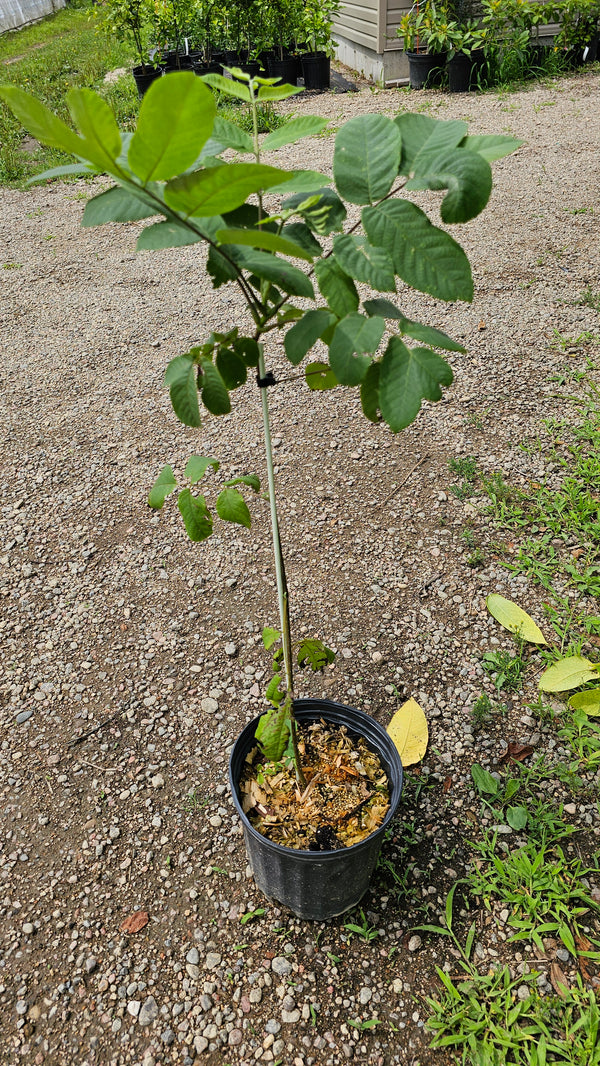 Japanese walnut (Heartnut) seedlings, Juglans ailantifolia var. cordiformis 