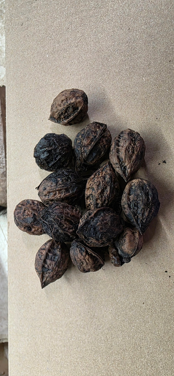 Hybrid walnut Seeds harvested sept. 2025 for Zones 3-4