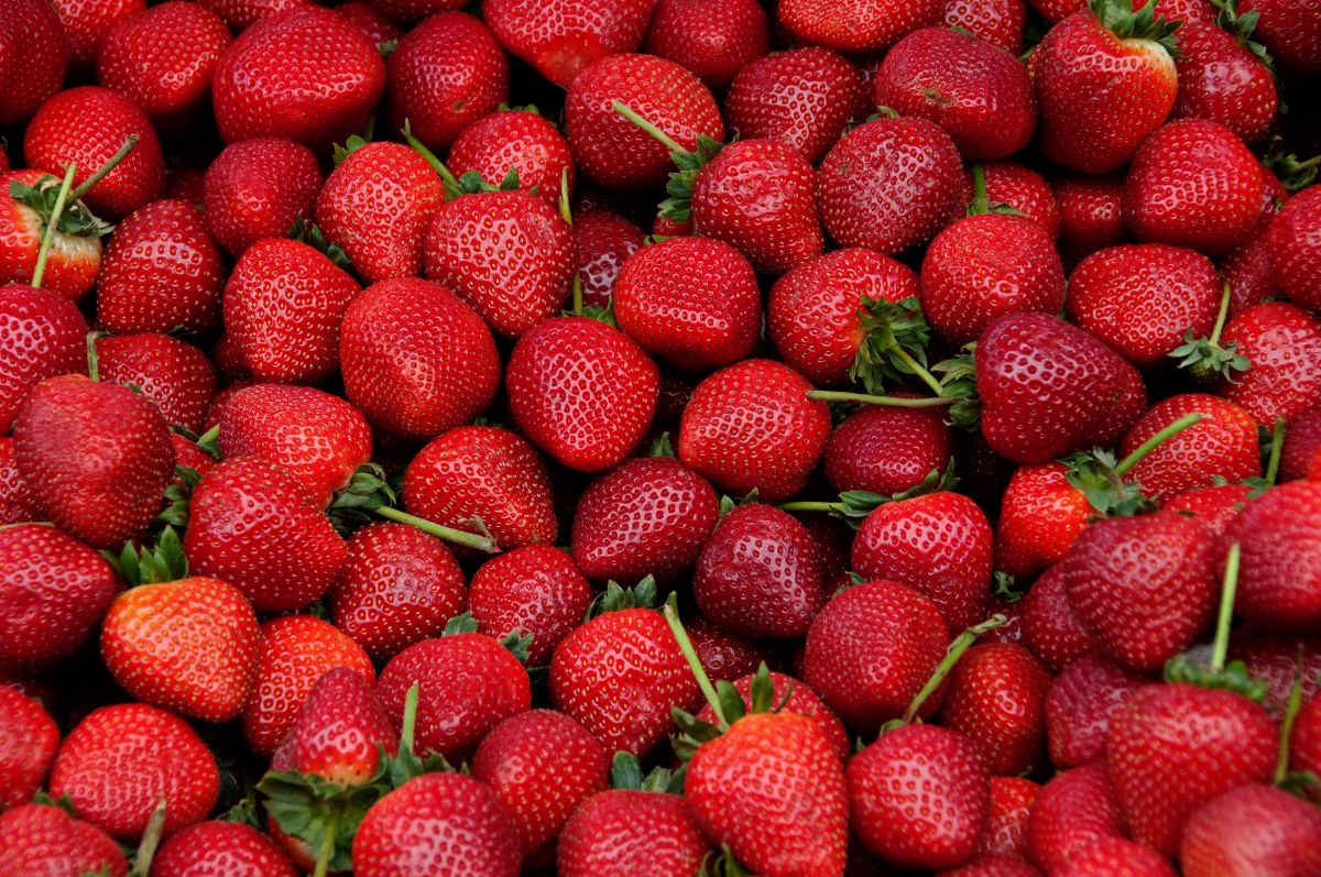 ozark beauty strawberry seeds for sale Strawberry 'Ozark Beauty'
