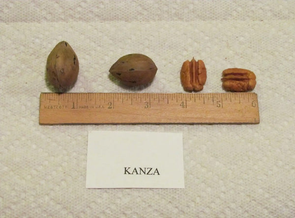 Kanza Pecan seedlings