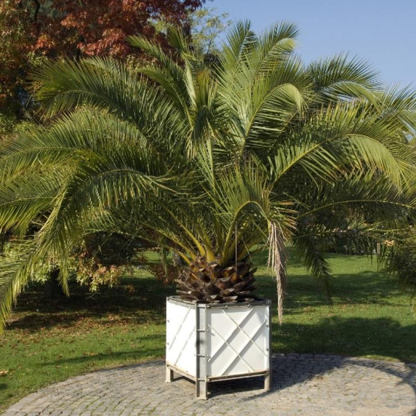 Canary Date Palm Phoenix canariensis