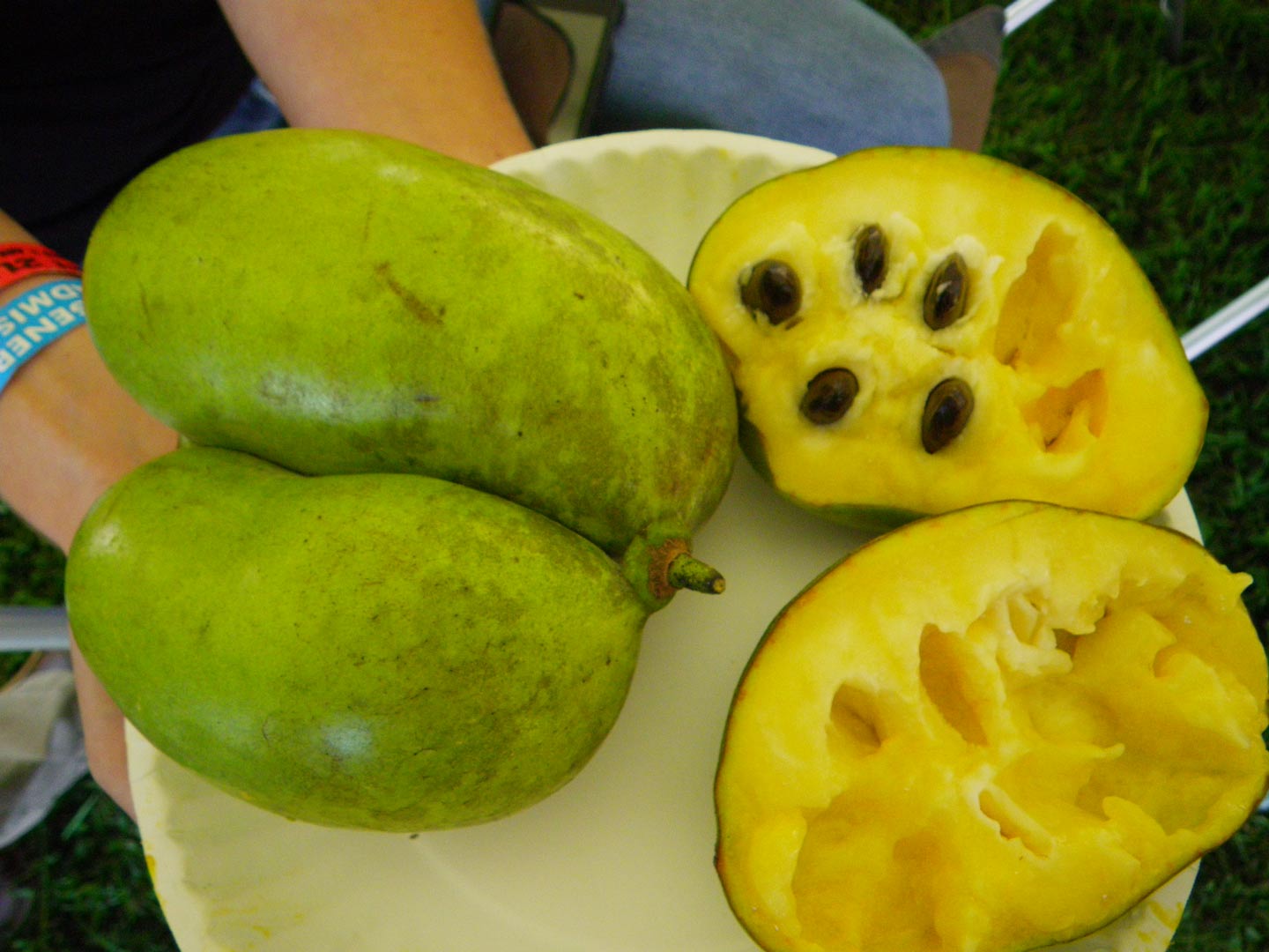 Pawpaw seedlings (Ontario seed source northern), Asimina triloba