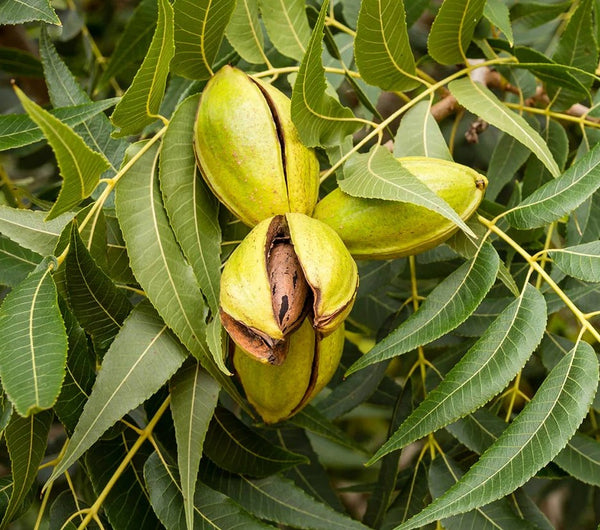Pawnee Pecan seedlings