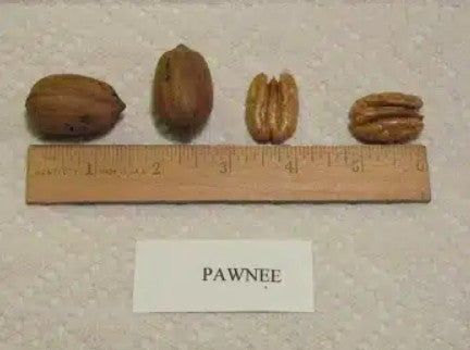 Pawnee Pecan seedlings