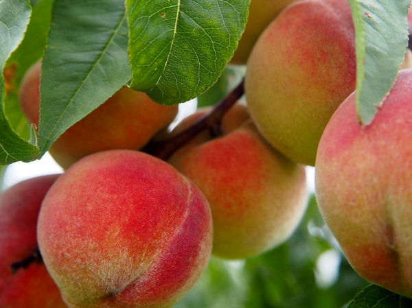 FLAMIN FURY PF 24C peach tree SEMI-DWARF (BAILEY)