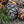 Pin Cembro Pinus Cembra Swiss Stone Pine
