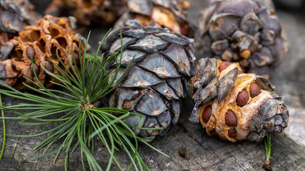 Pin Cembro Pinus Cembra Swiss Stone Pine