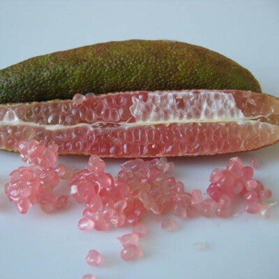 Finger lime 'Pink Pearl'