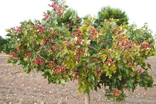Pistachio Pistacia Vera