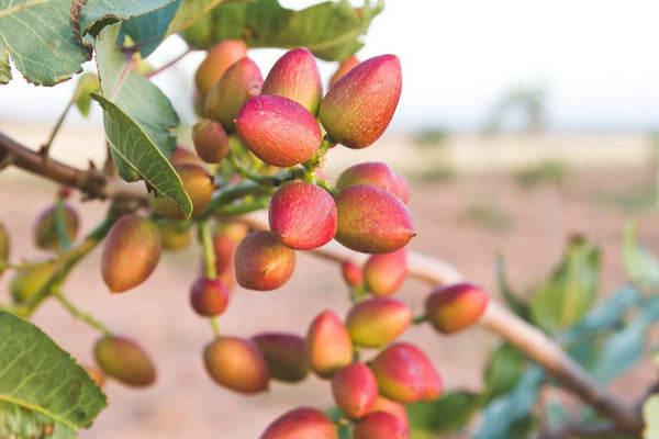 Pistachio Pistacia Vera