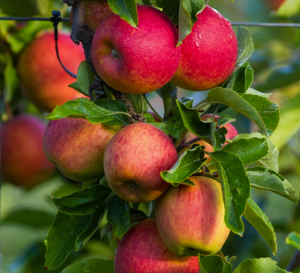 ROYAL GALA apple tree