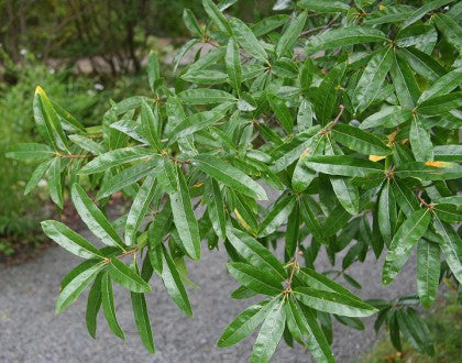 Willow Oak Quercus Phellos