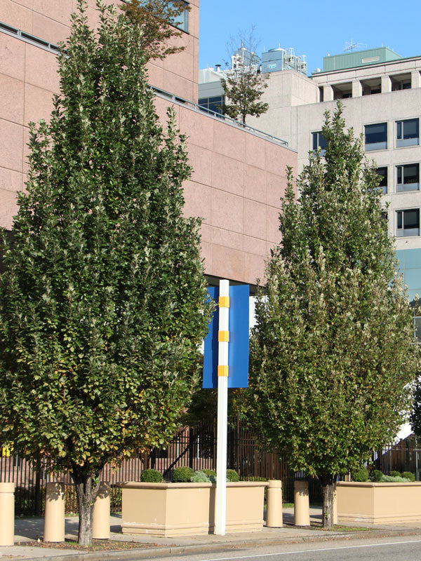 Oak Columnar 'REGAL PRINCE'