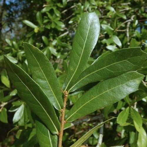 Darlington Oak  Quercus hemisphaerica