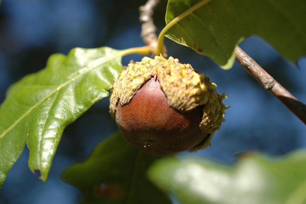 overcup oak (Quercus lyrata)