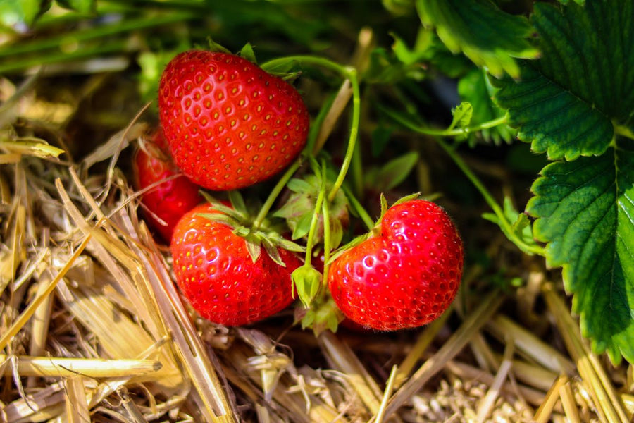 Strawberry plants
