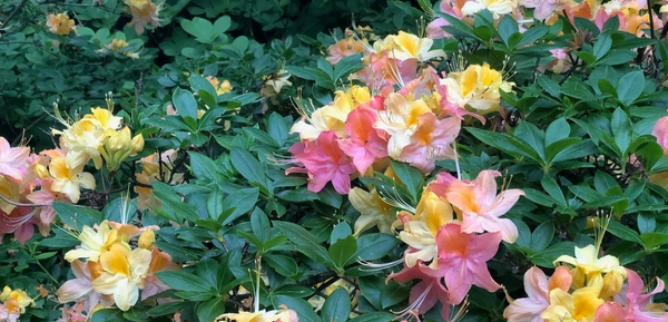 Azalea GARDEN RAINBOW🌈 