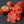 Finger lime 'RAINFOREST' grafted