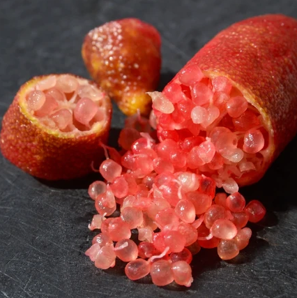 Finger lime 'RAINFOREST' grafted