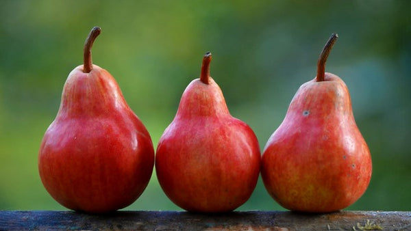 European Pear MAX RED BARTLETT Semi-Dwarf (OHxF87)