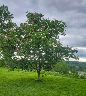 Red buckeye 