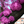 Redbud, Cercis Canadensis