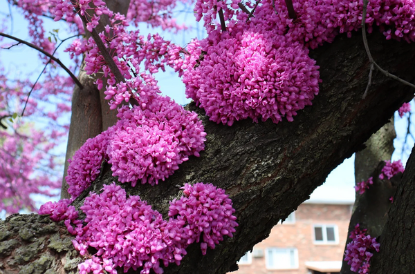 Redbud, Cercis Canadensis
