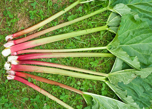 Rhubarb 'Victoria'