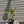 Washingtonia filifera
