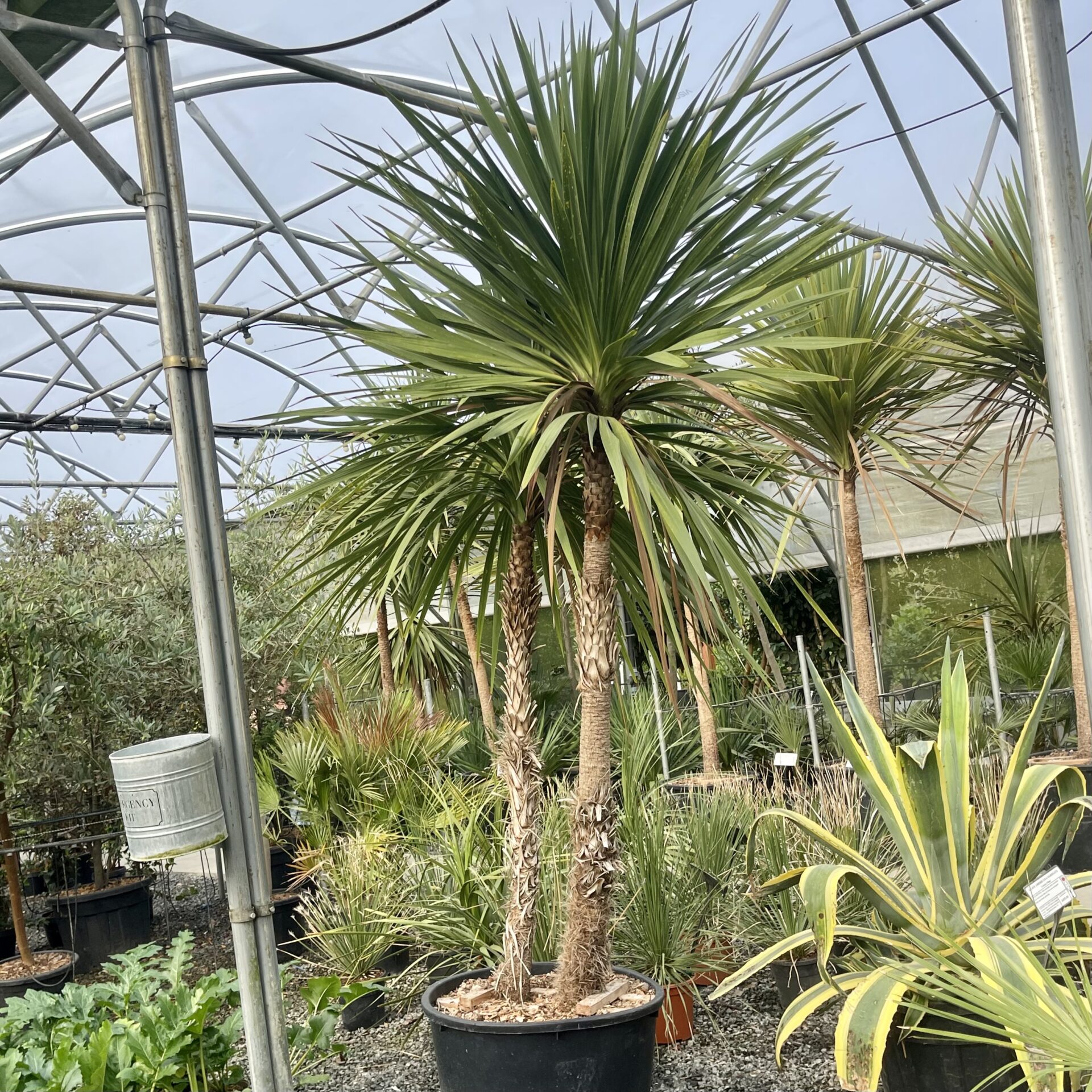 dracaena cordyline australis Cordyline australe CABBAGE TREE