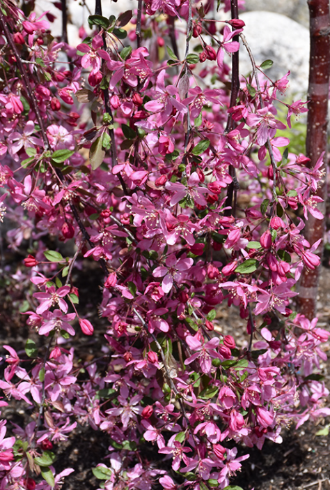 ROYAL BEAUTY crabapple tree