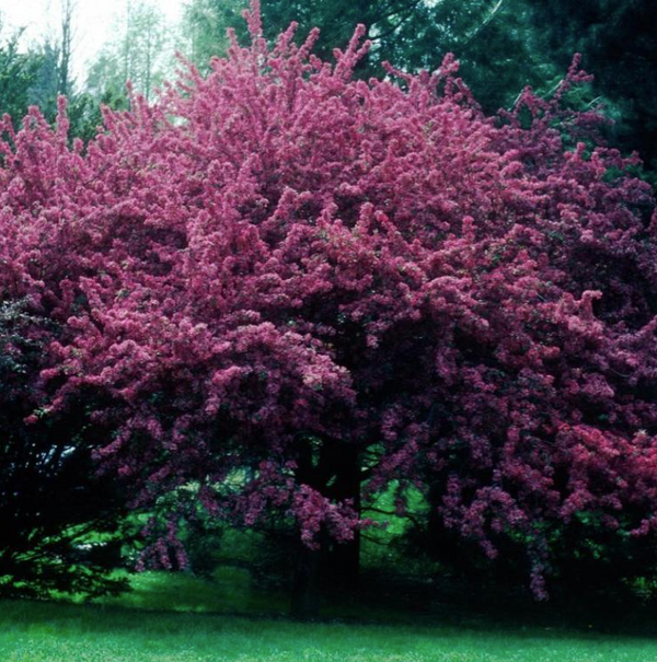 ROYAL BEAUTY crabapple tree